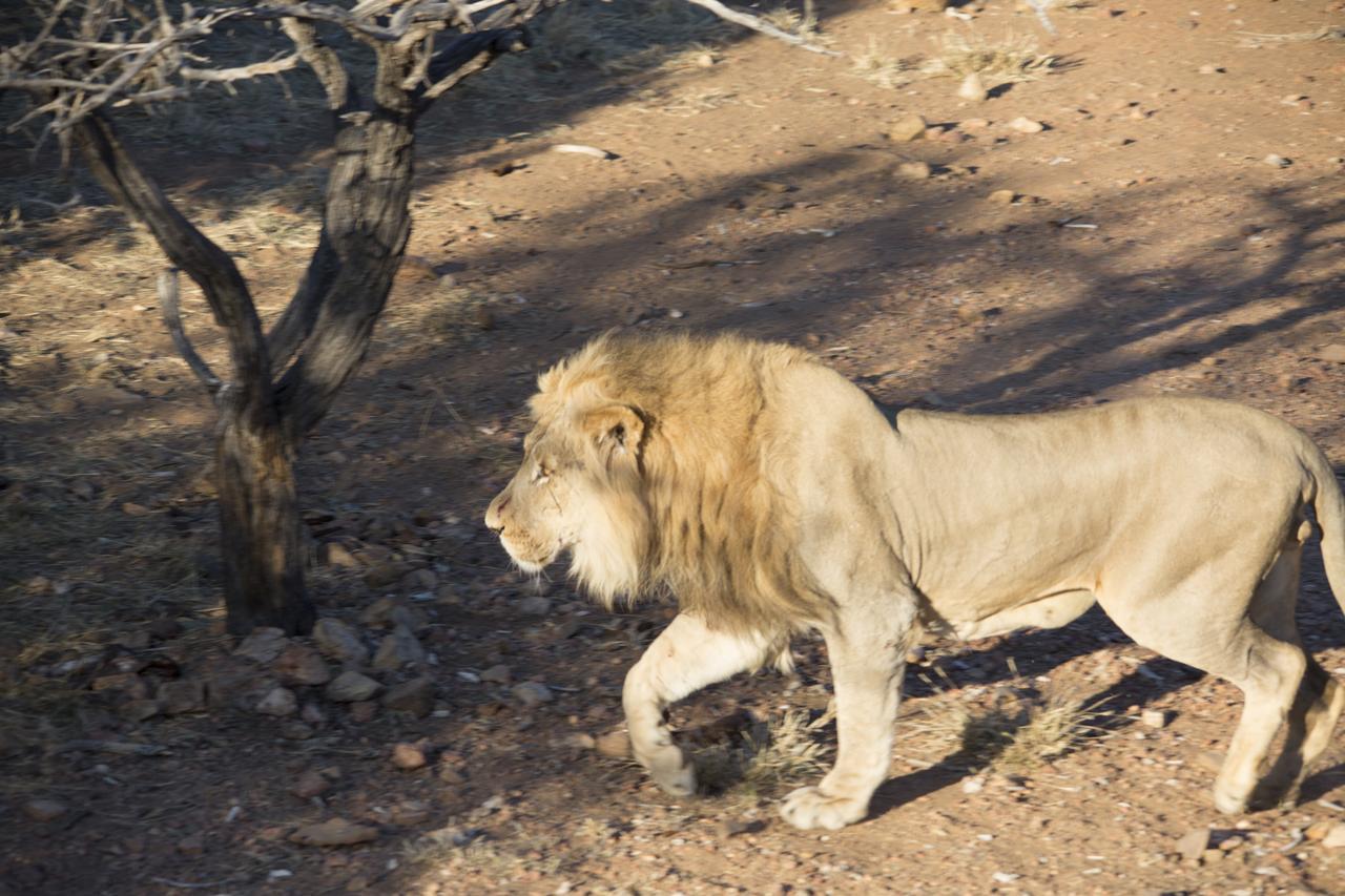 Phumelo Lodge Bela-Bela Εξωτερικό φωτογραφία